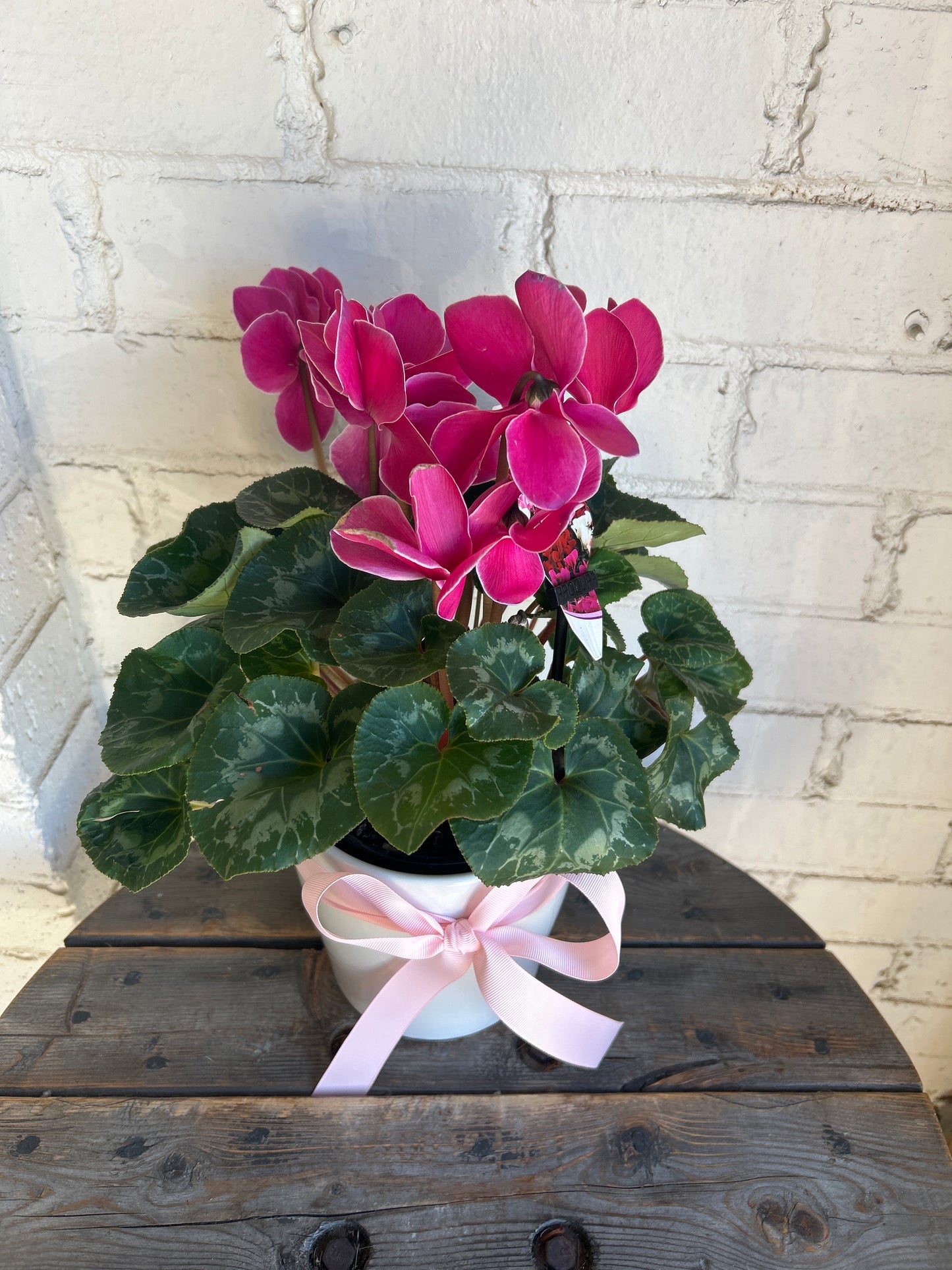 Cyclamen plant in a beautiful ceramic.