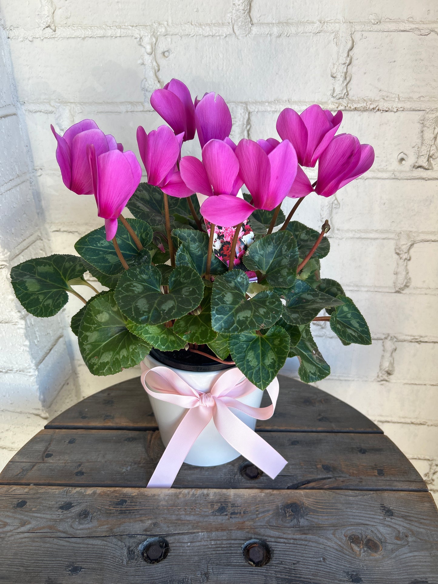 Cyclamen plant in a beautiful ceramic.
