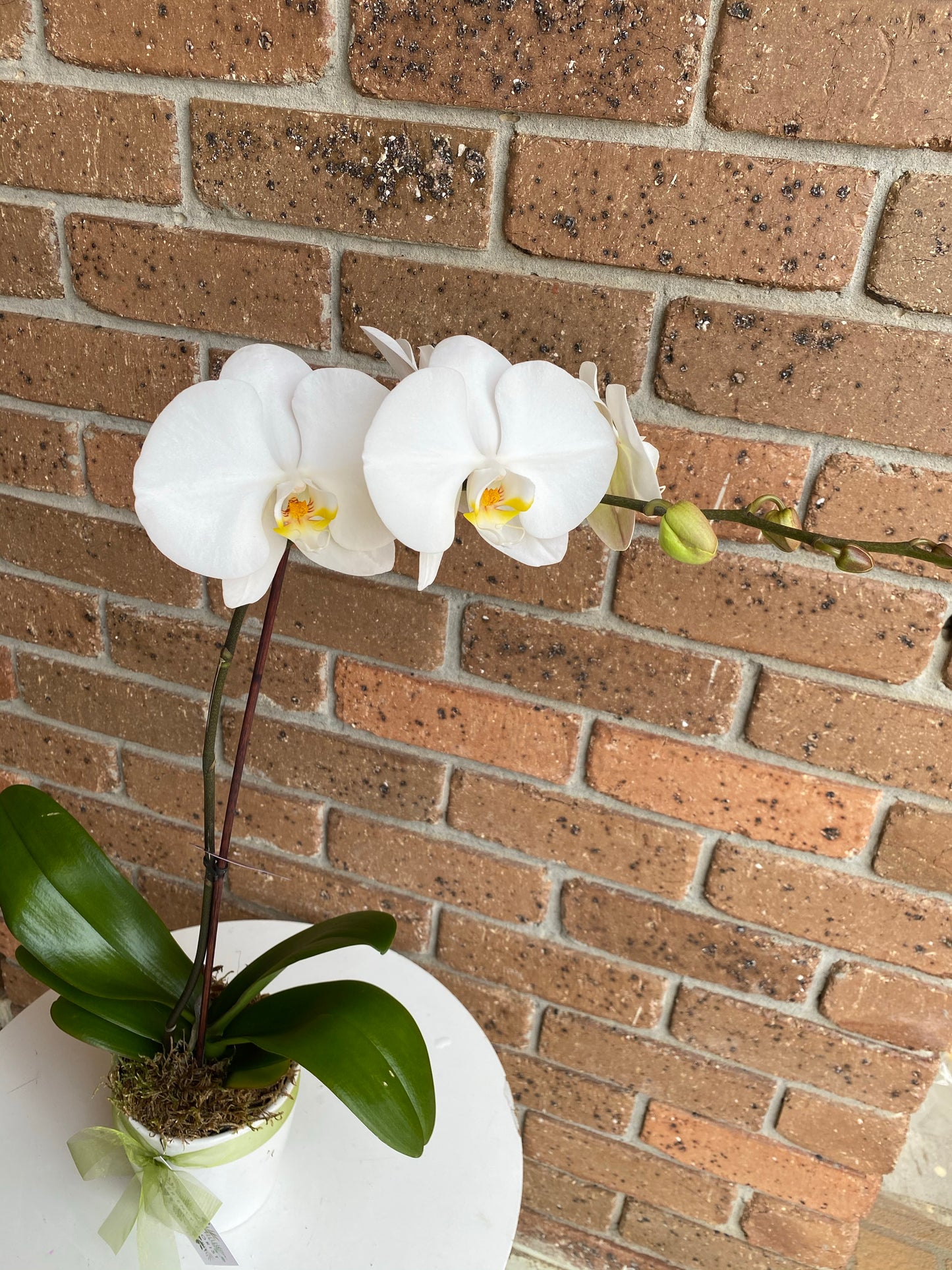 Phalaenopsis Orchid