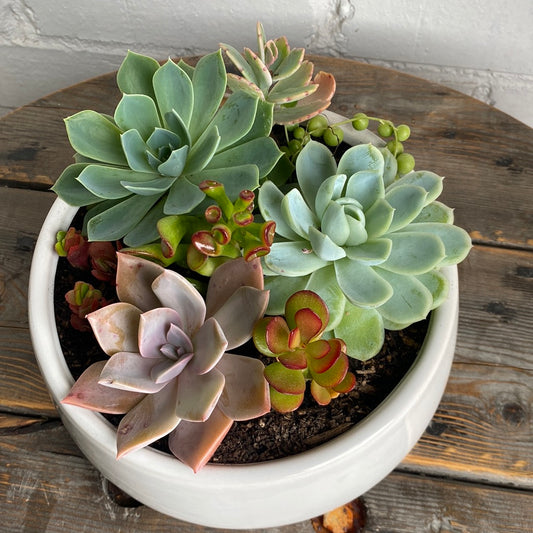 Medium Terrarium Pot