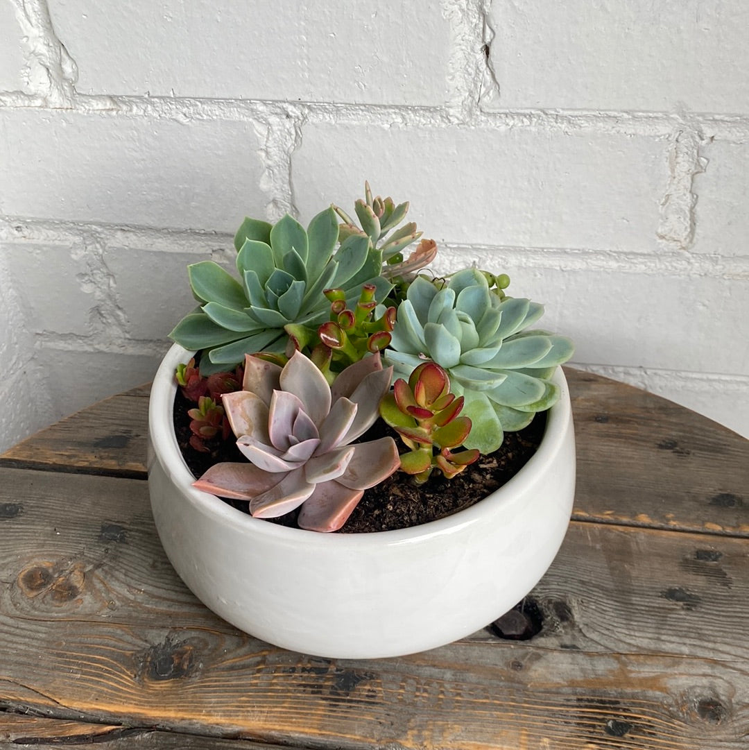 Medium Terrarium Pot