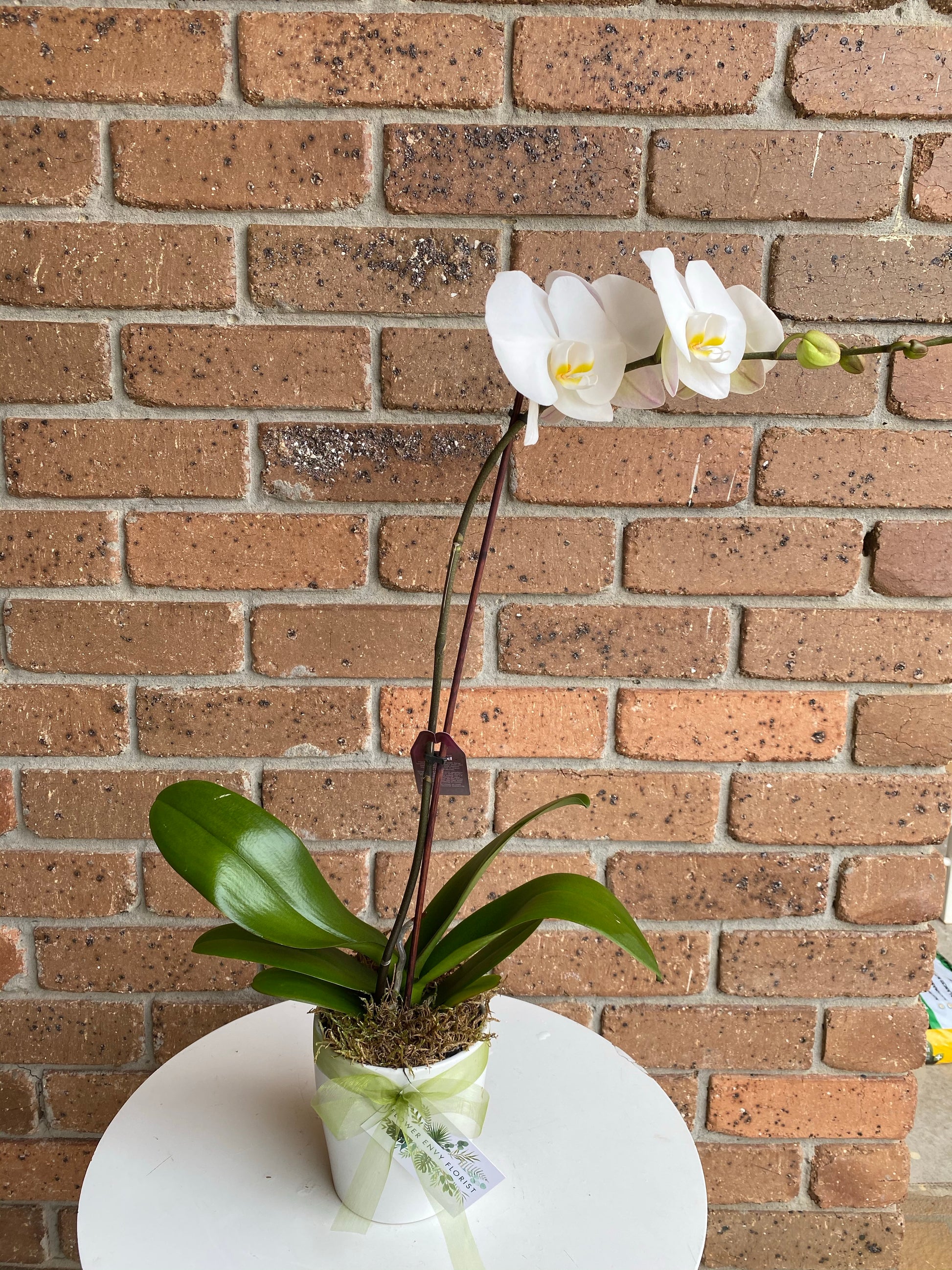 indoor plant Langwarrin