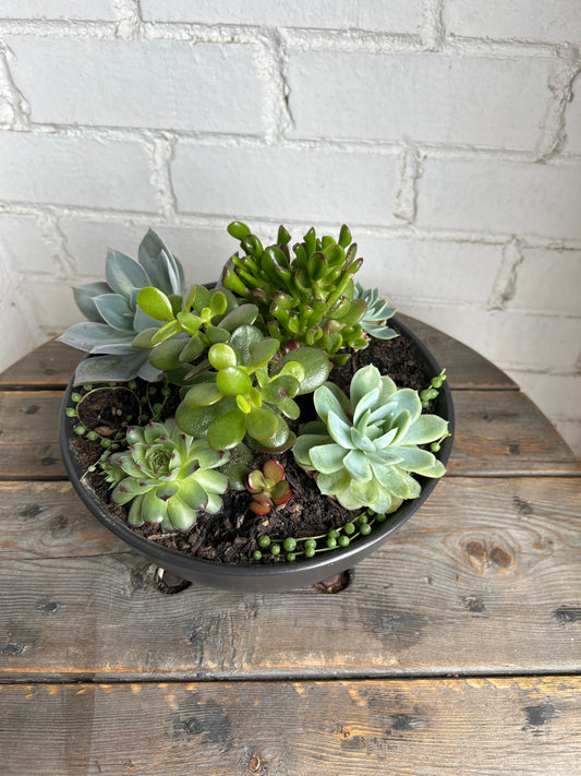 Modern succulent bowl