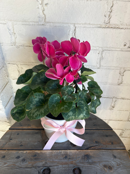 Cyclamen plant in a beautiful ceramic.