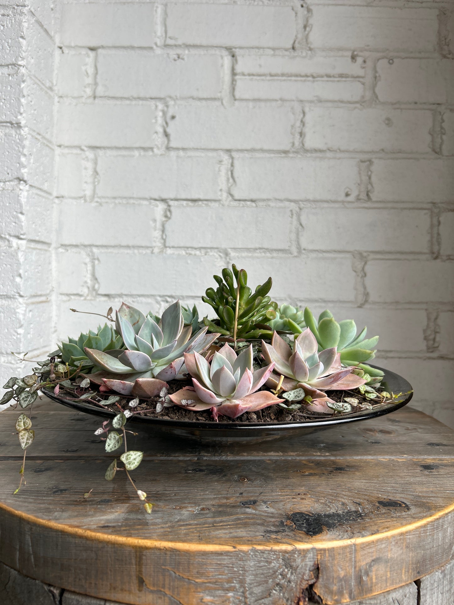 Beautiful large succulent centrepiece