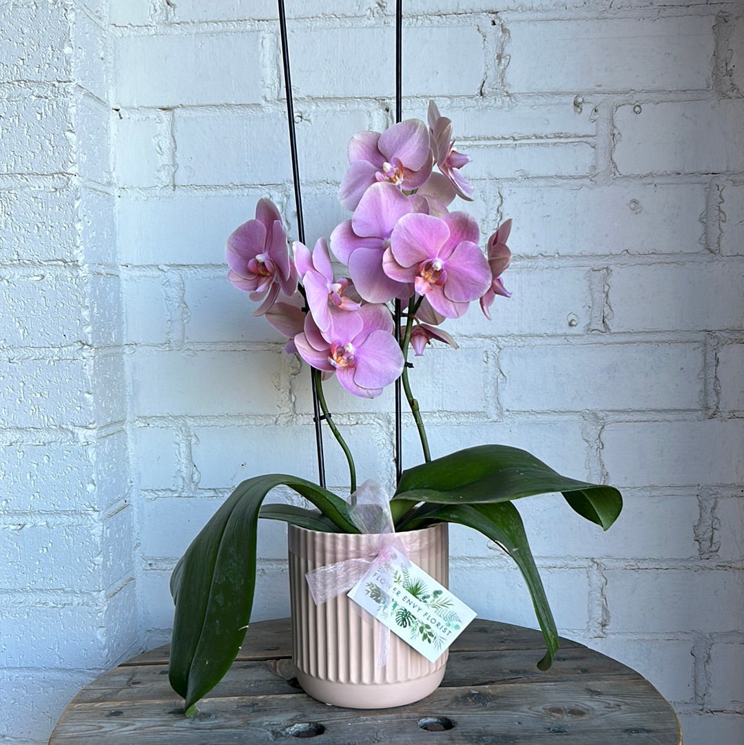 Soft pretty orchid plant