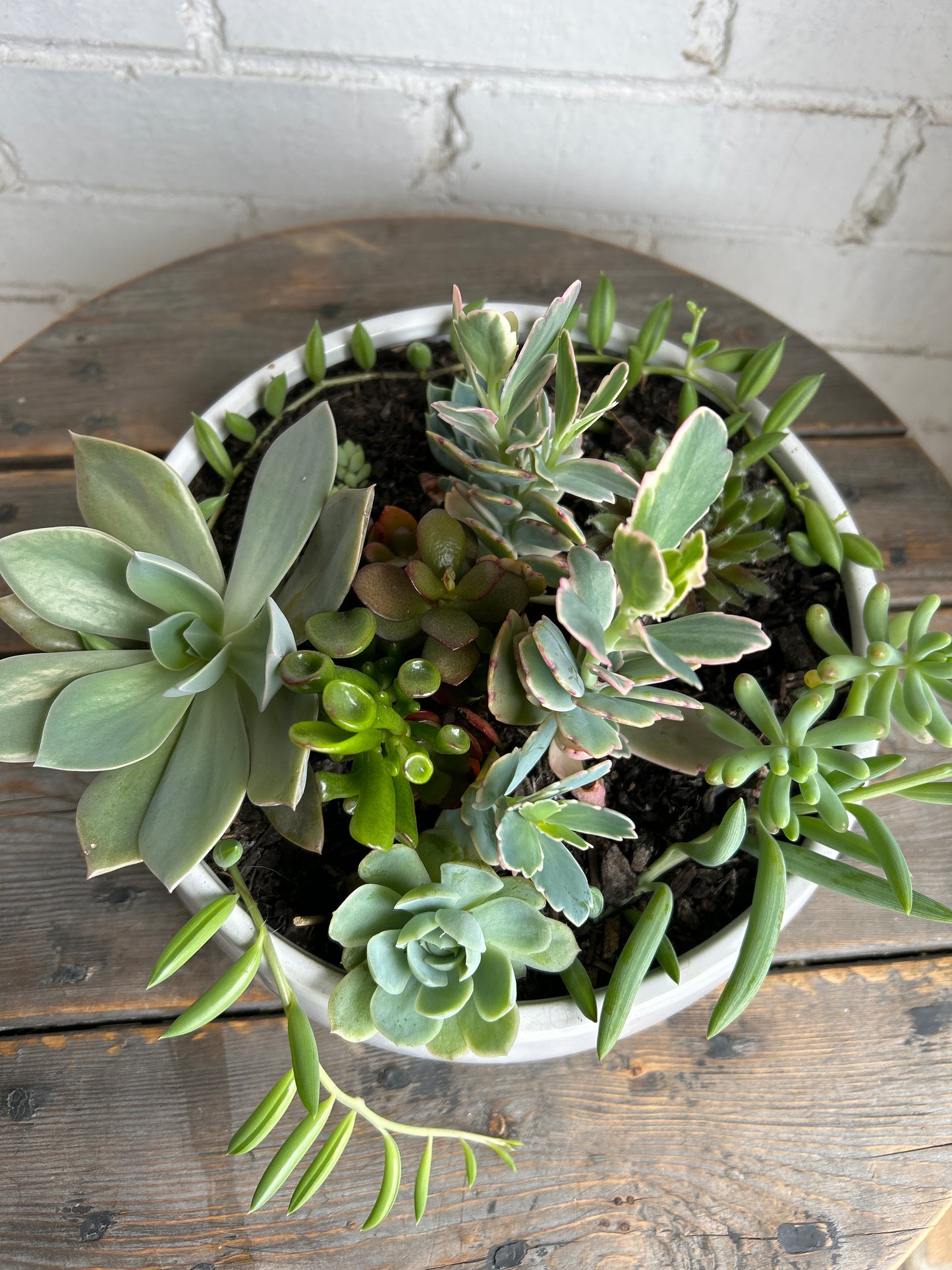 Large succulent pot.