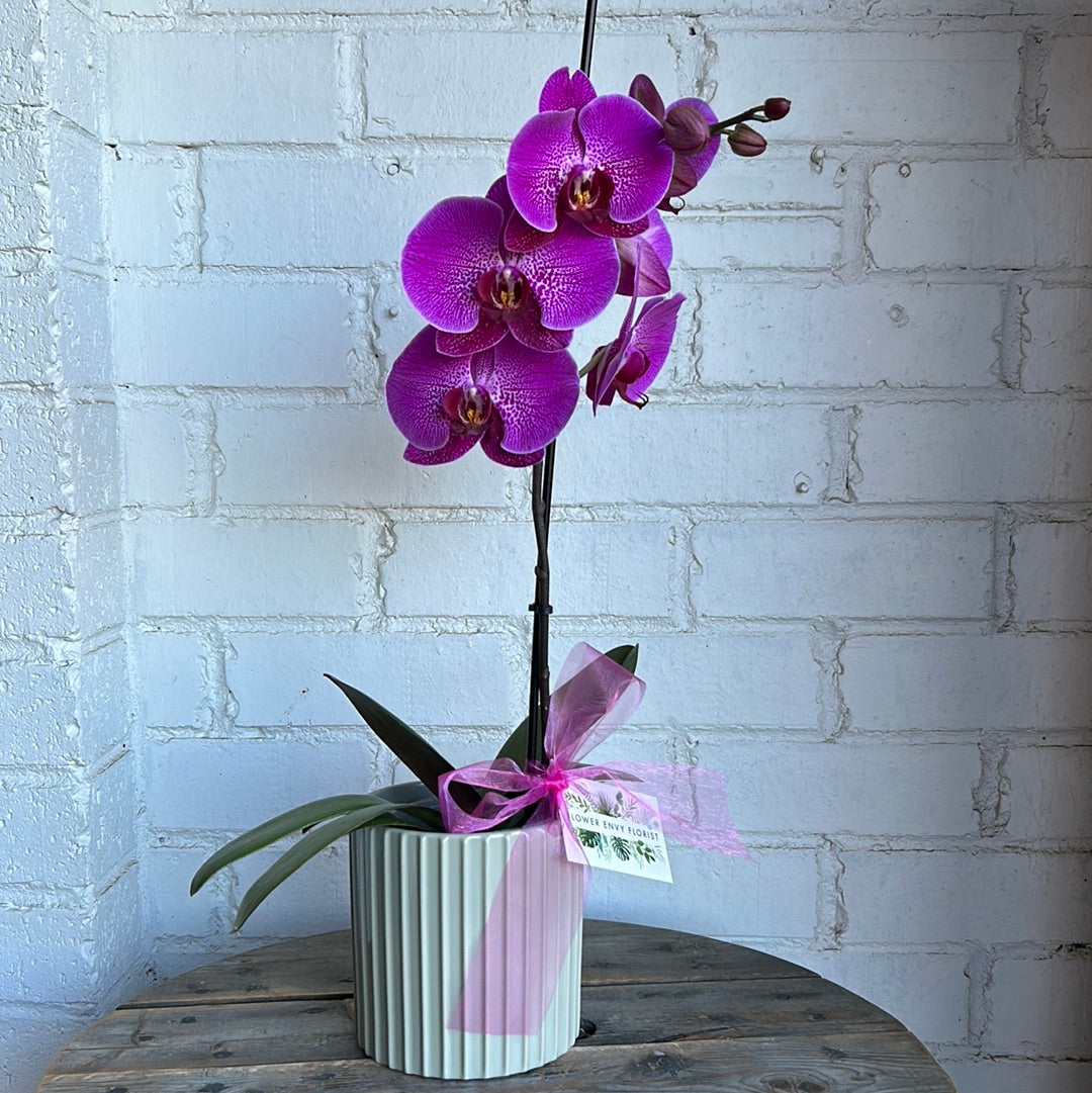 Bright orchid plant