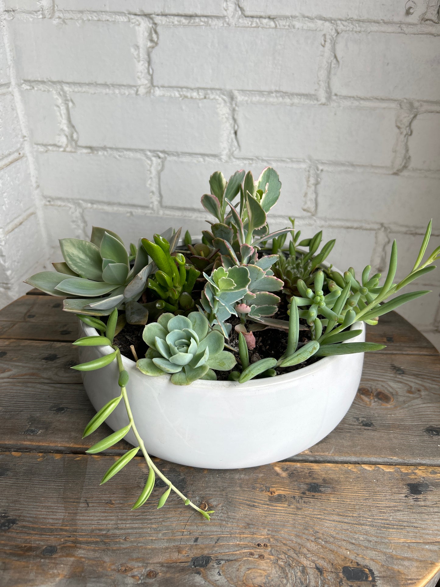 Large succulent pot.