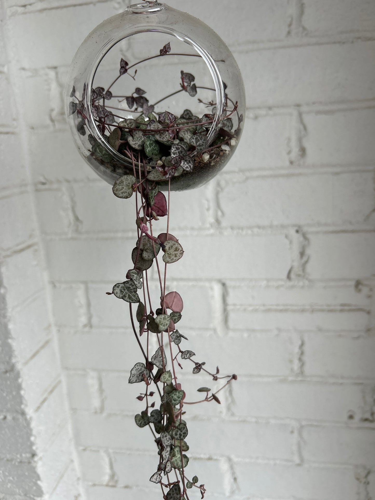 Hanging plants in glass ball