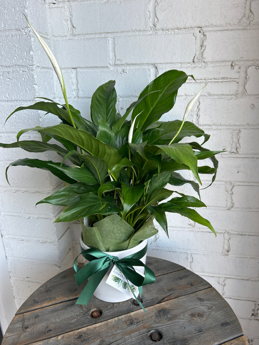 Potted Spathiphyllum plant (Peace Lilly) in white pot