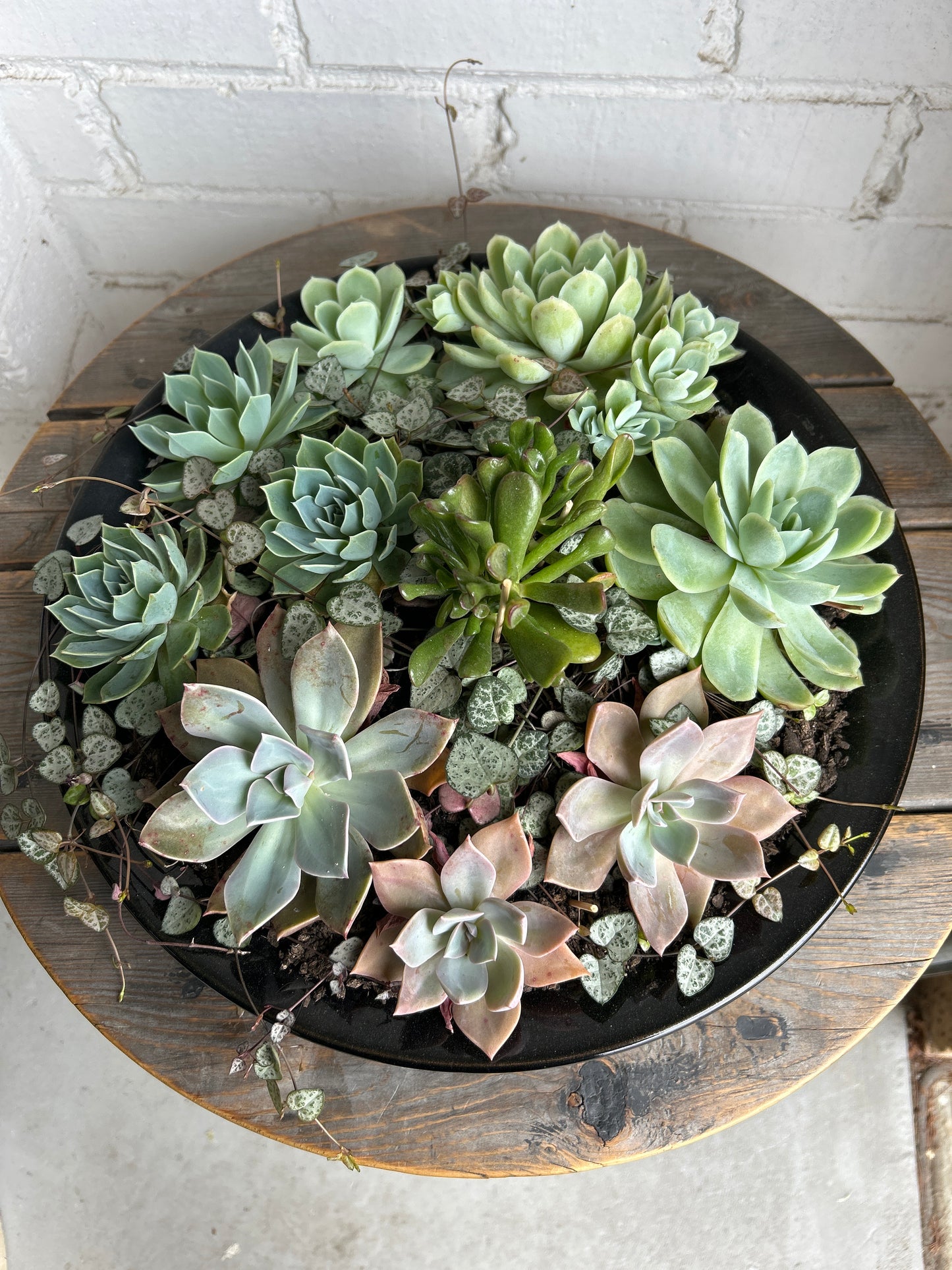 Beautiful large succulent centrepiece