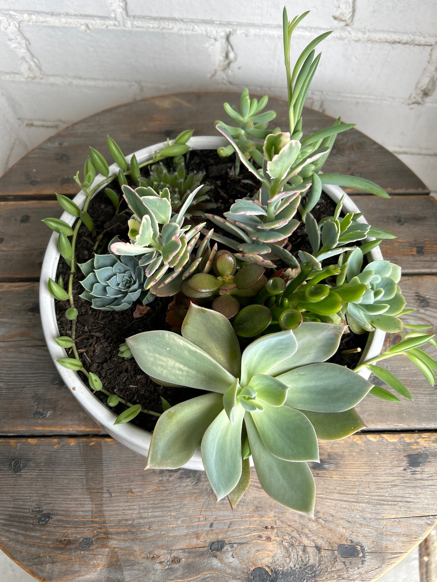 Succulents bowl large