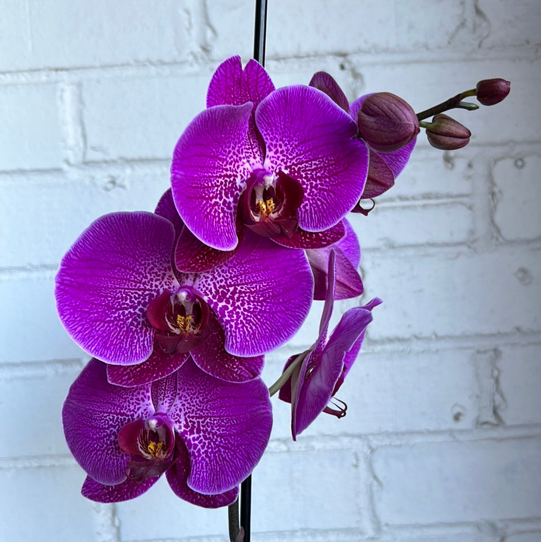 Bright orchid plant