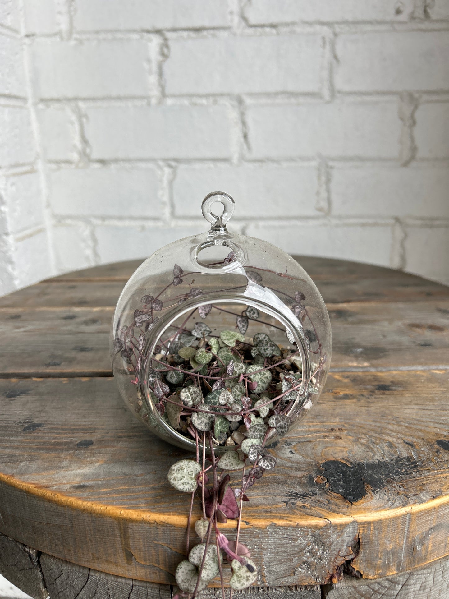 Hanging plants in glass ball