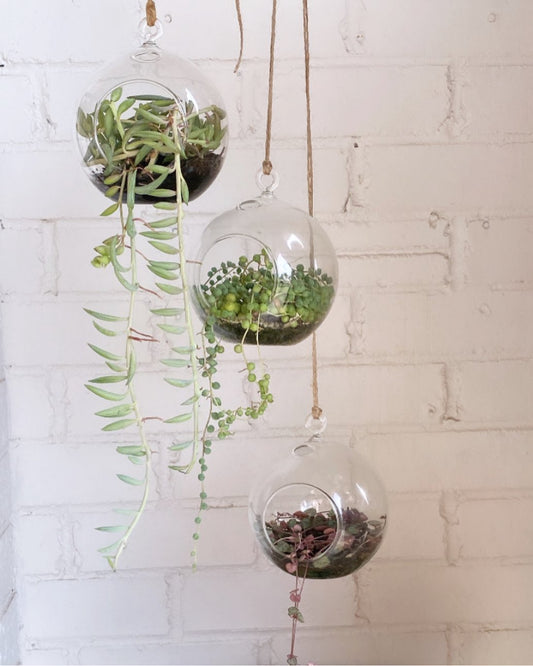 Hanging plants in glass ball