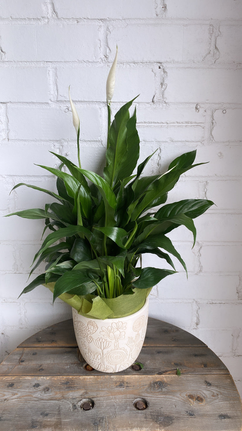 Spathiphyllum plant (Peace Lilly)