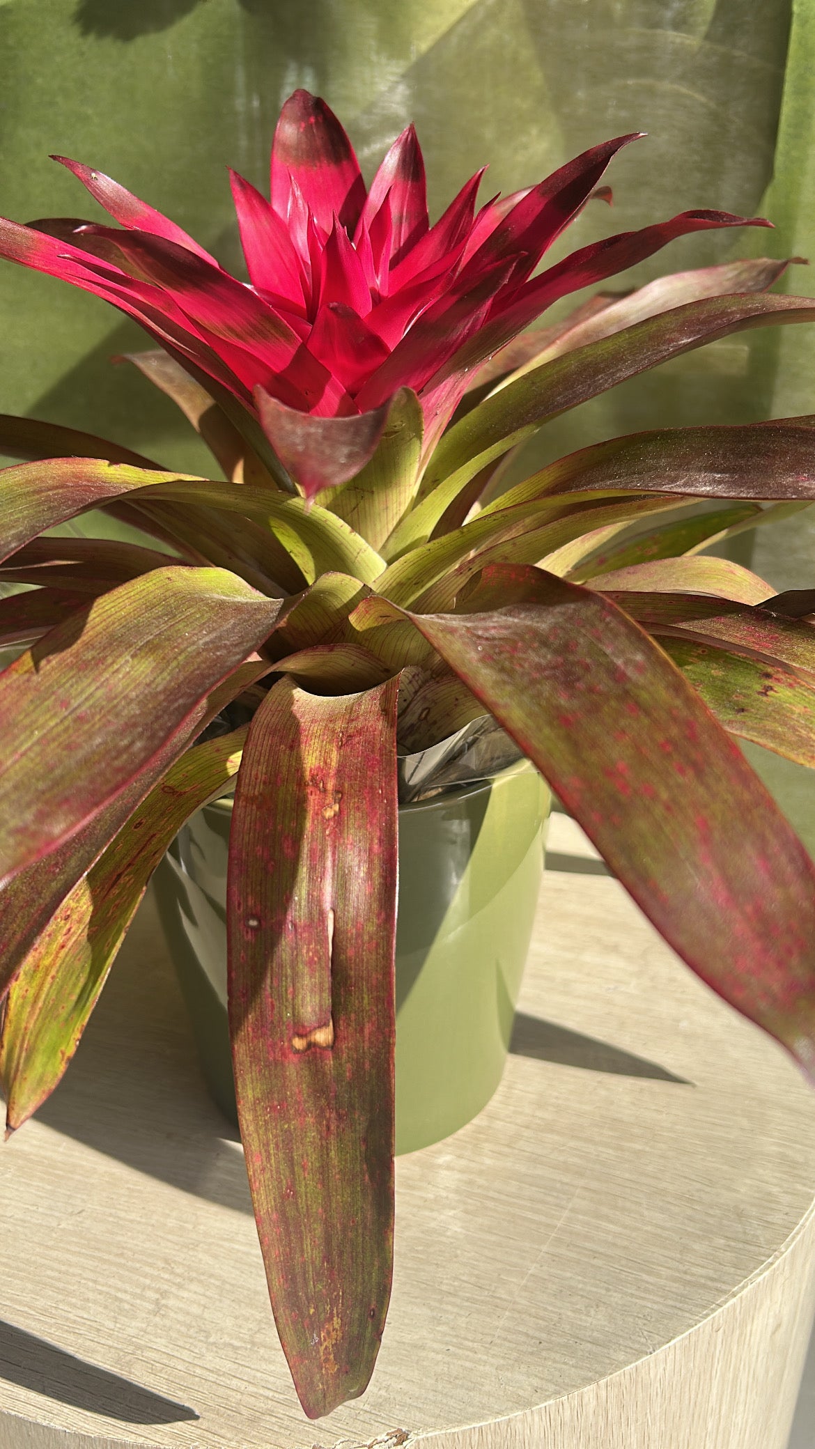 bromeliad plant 30cm tall