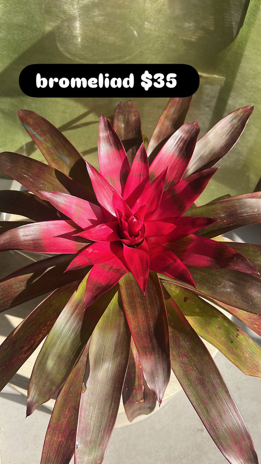 bromeliad plant 30cm tall