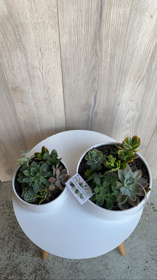 Succulents bowl large